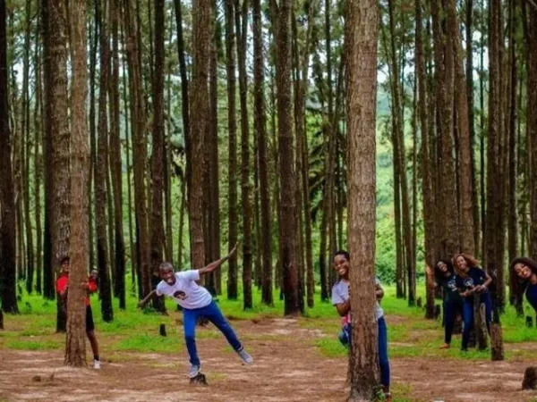 Ngwo Pine Forest